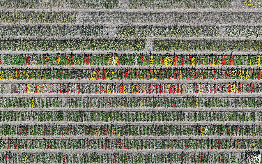 Multicolored Tulip Fields From the Air9