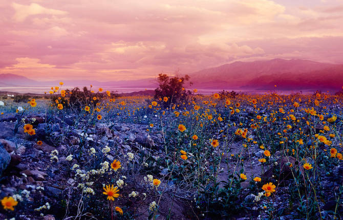 Psychedelic Flowers in the Death Valley Desert