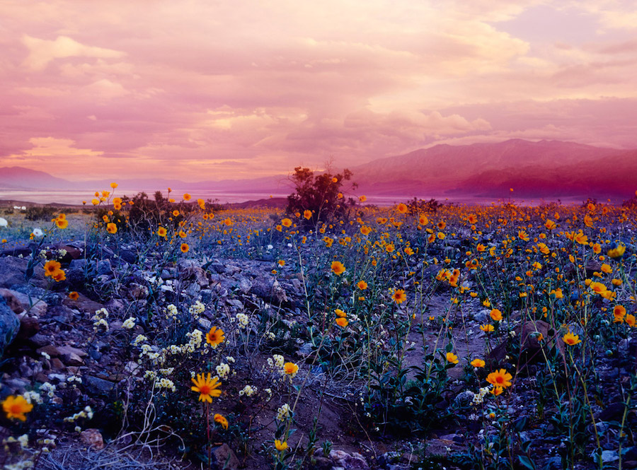 Psychedelic Flowers in the Death Valley Desert1