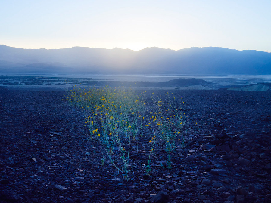 Psychedelic Flowers in the Death Valley Desert10