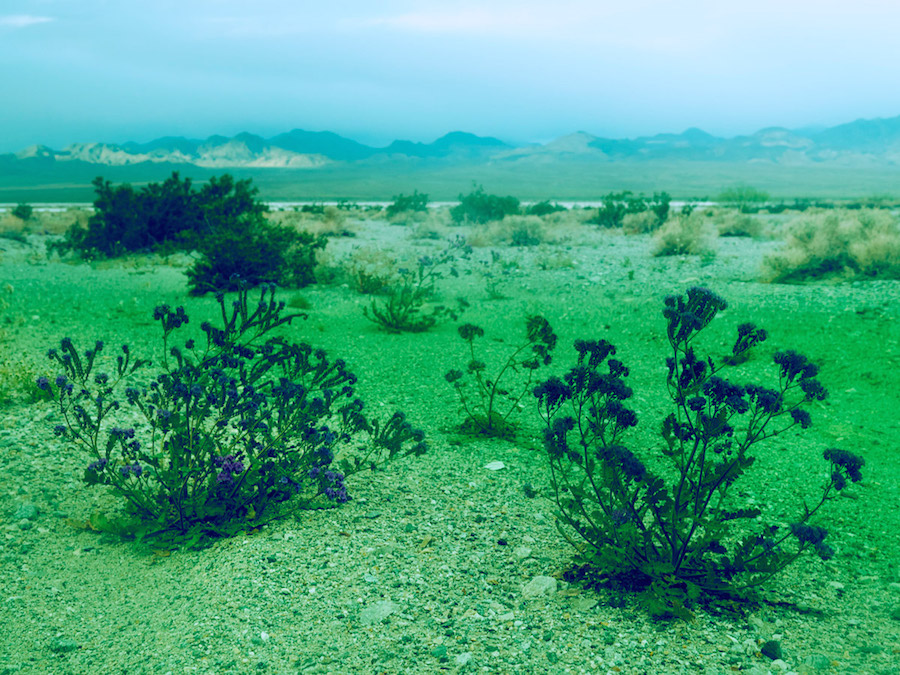 Psychedelic Flowers in the Death Valley Desert11