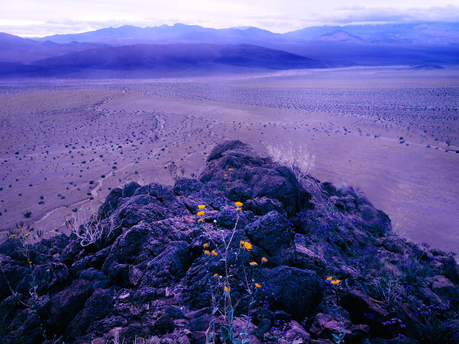 Psychedelic Flowers in the Death Valley Desert12