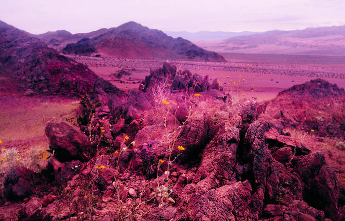 Psychedelic Flowers in the Death Valley Desert