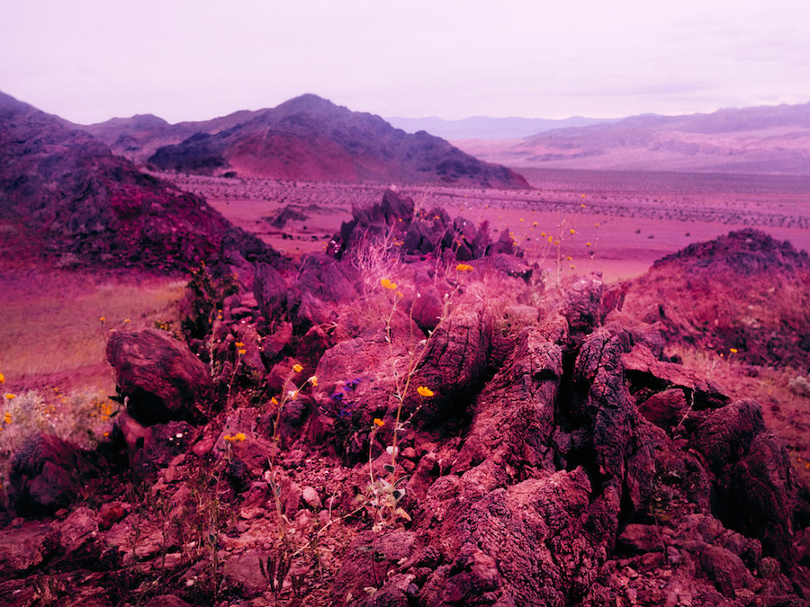 Psychedelic Flowers in the Death Valley Desert2