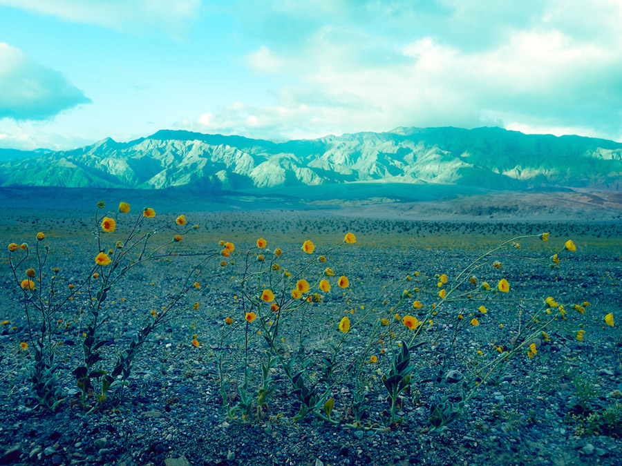 Psychedelic Flowers in the Death Valley Desert3