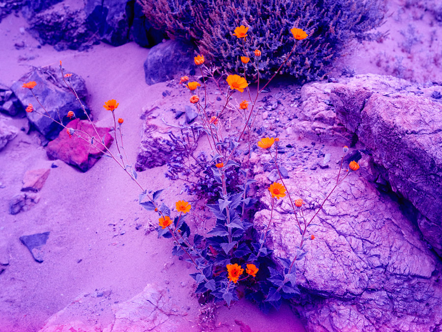 Psychedelic Flowers in the Death Valley Desert4