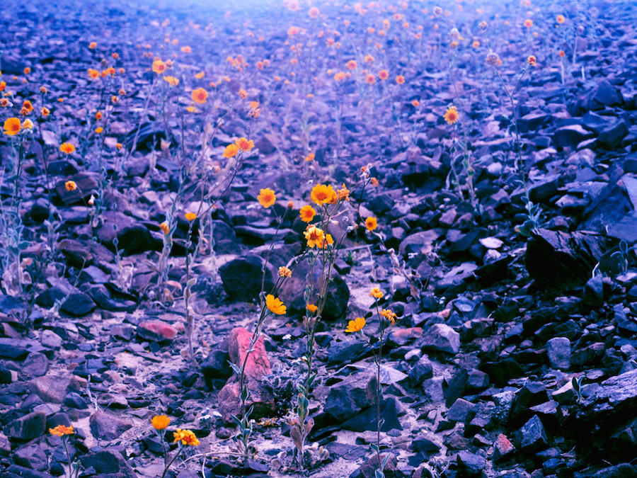 Psychedelic Flowers in the Death Valley Desert6