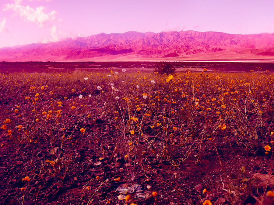 Psychedelic Flowers in the Death Valley Desert7