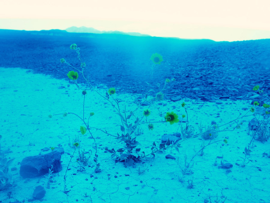 Psychedelic Flowers in the Death Valley Desert8