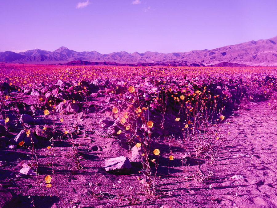 Psychedelic Flowers in the Death Valley Desert9