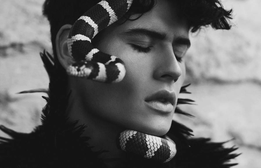Sensual Series with Quirky Animals