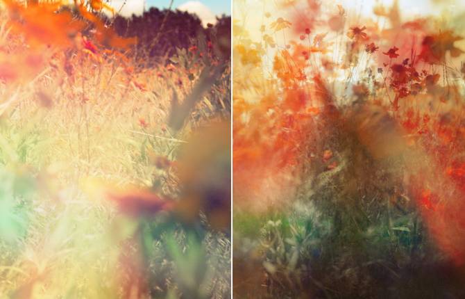 Field of Wildflowers Photography by Jordan Sullivan