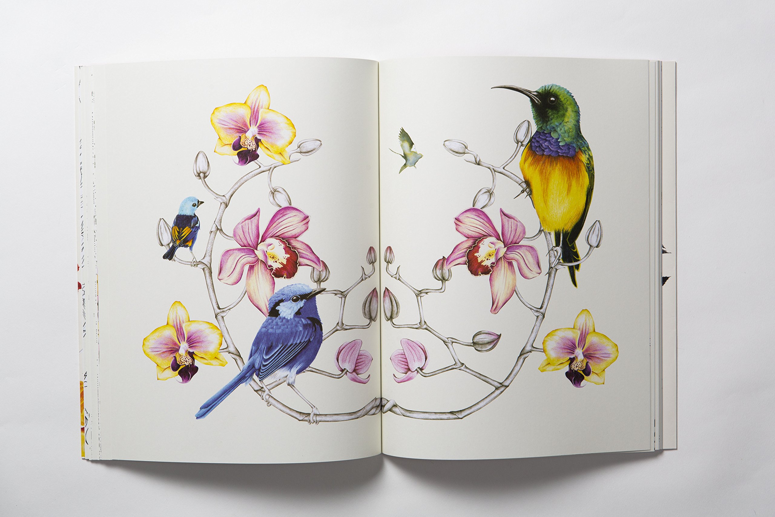 coloringbookbirds1