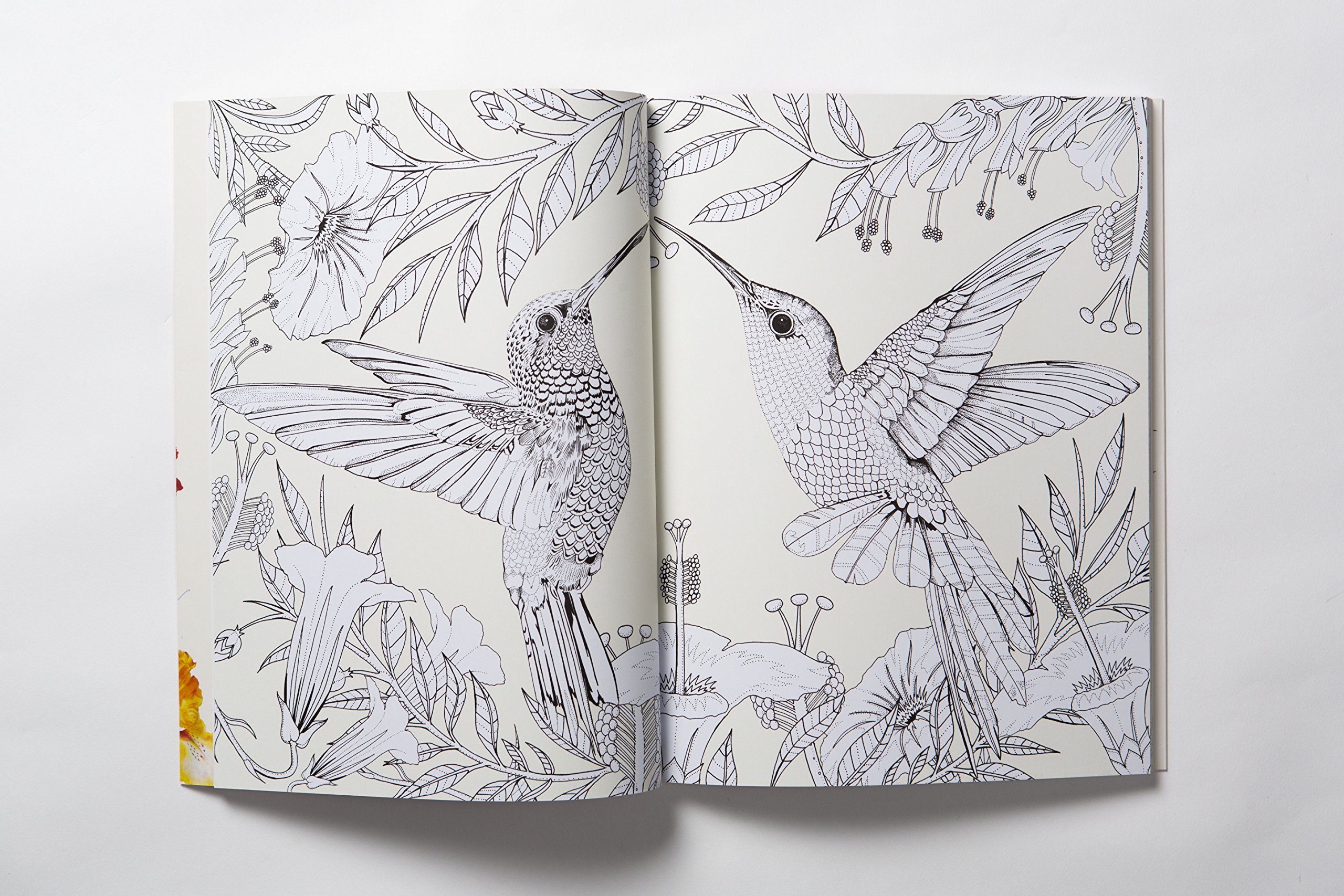 coloringbookbirds11