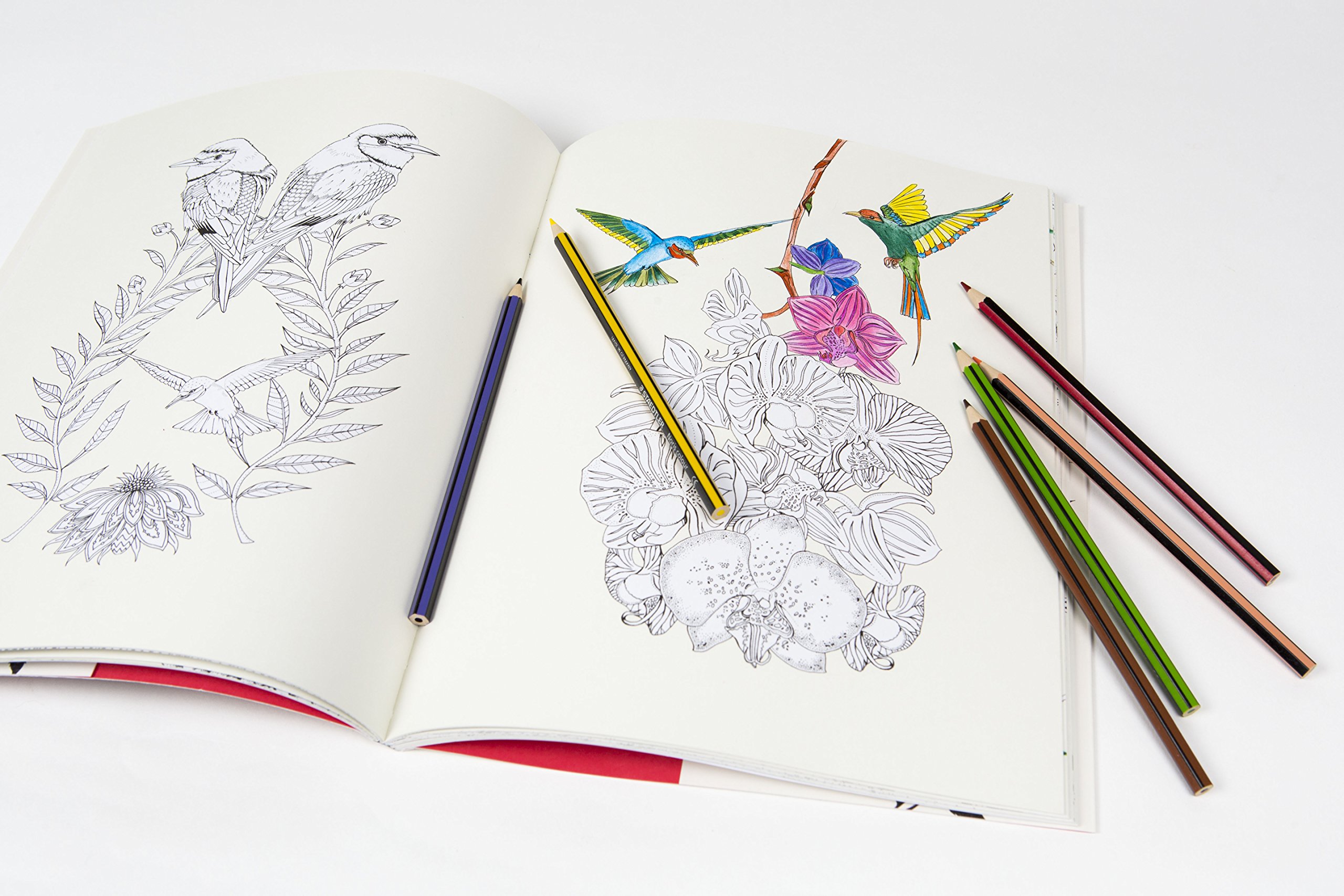 coloringbookbirds8