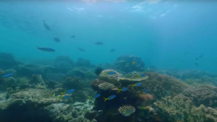 A 360° Dive in the Indonesian Coral Reef