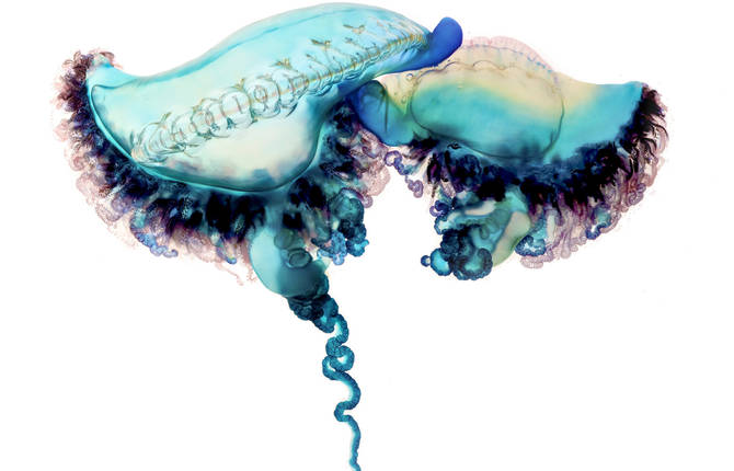 Amazing Detailed Pictures of a Portuguese Man-of-War Jellyfish