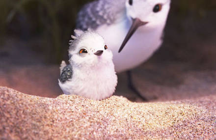 First Images of Pixar’s Next Short Movie “Sandpiper”