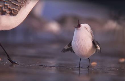 Piper&rsquo;s First Look – Official Disney Pixar