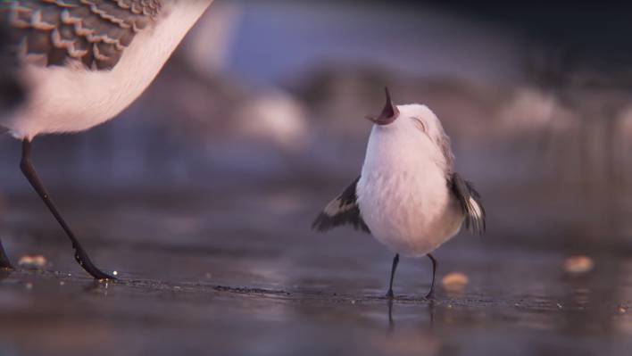 Piper’s First Look – Official Disney Pixar