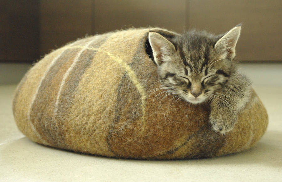 Adorable Cat Beds