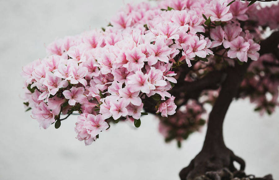 Beautiful and Diverse Bonsai Trees Around the World