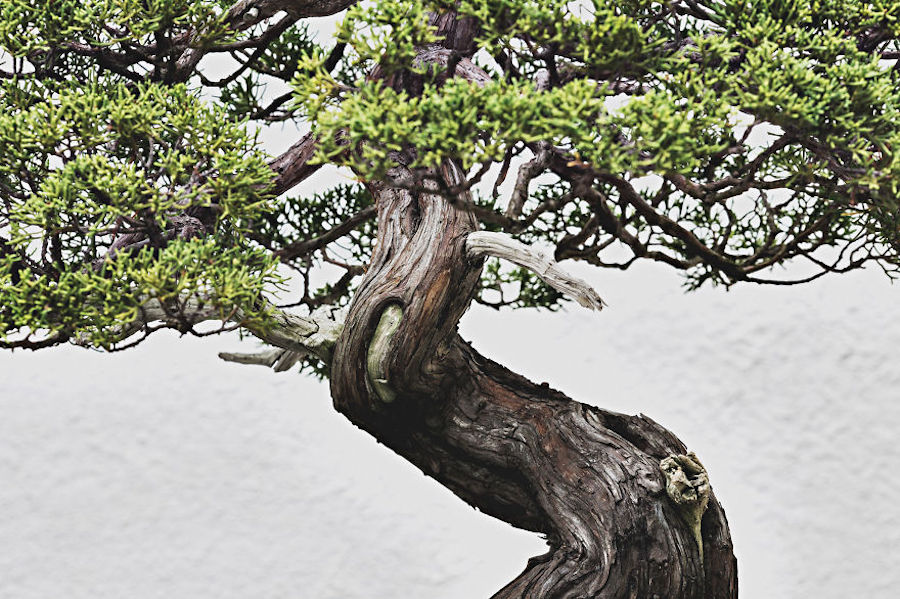Beautiful and Diverse Bonsai Trees Around the World10