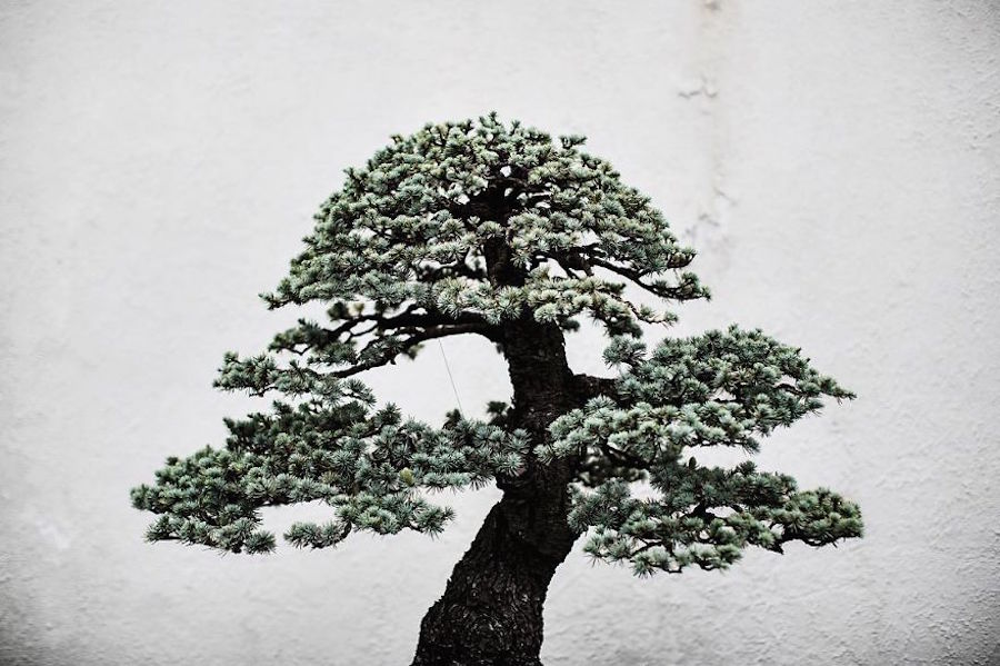 Beautiful and Diverse Bonsai Trees Around the World12