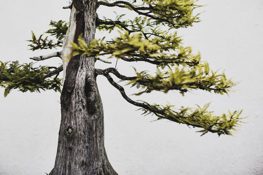 Beautiful and Diverse Bonsai Trees Around the World13