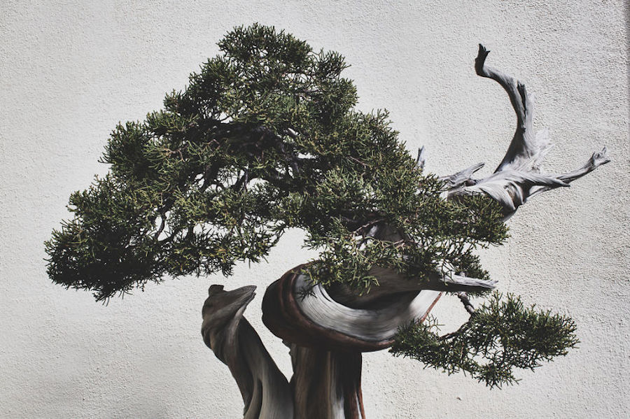Beautiful and Diverse Bonsai Trees Around the World15