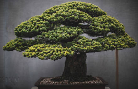 Beautiful and Diverse Bonsai Trees Around the World