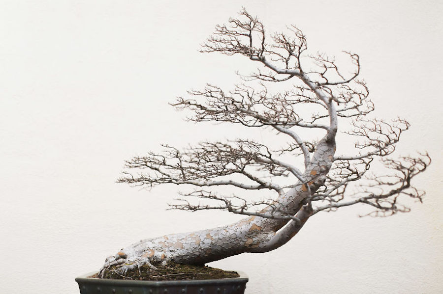 Beautiful and Diverse Bonsai Trees Around the World3