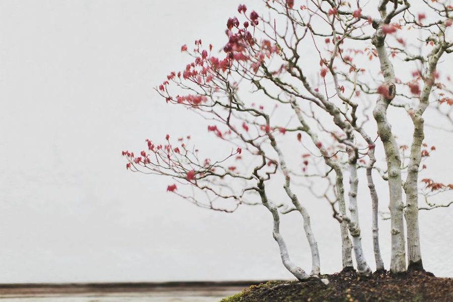 Beautiful and Diverse Bonsai Trees Around the World7
