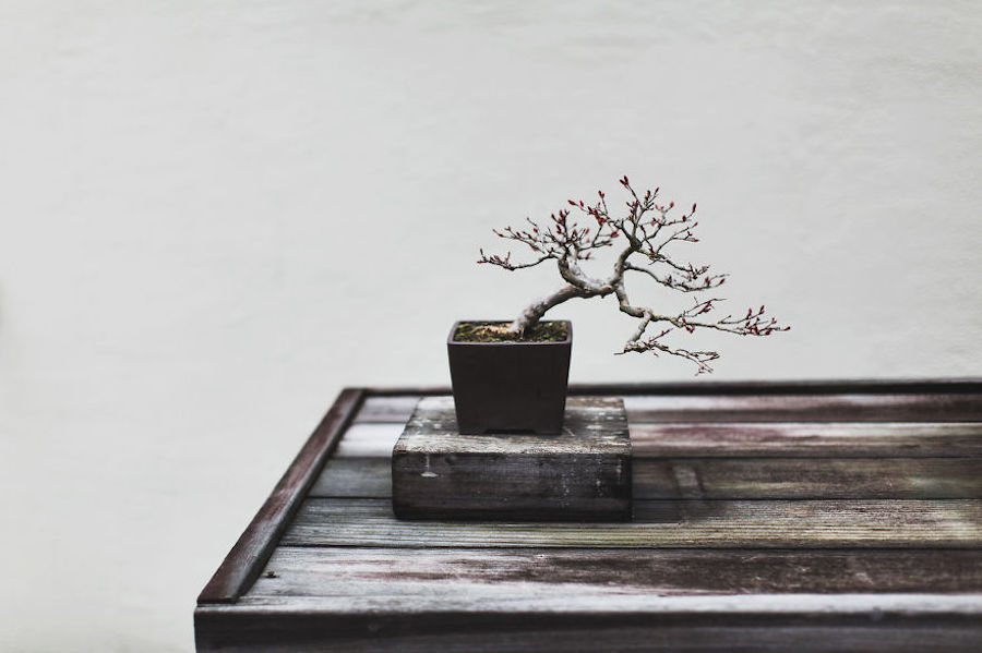 Beautiful and Diverse Bonsai Trees Around the World8