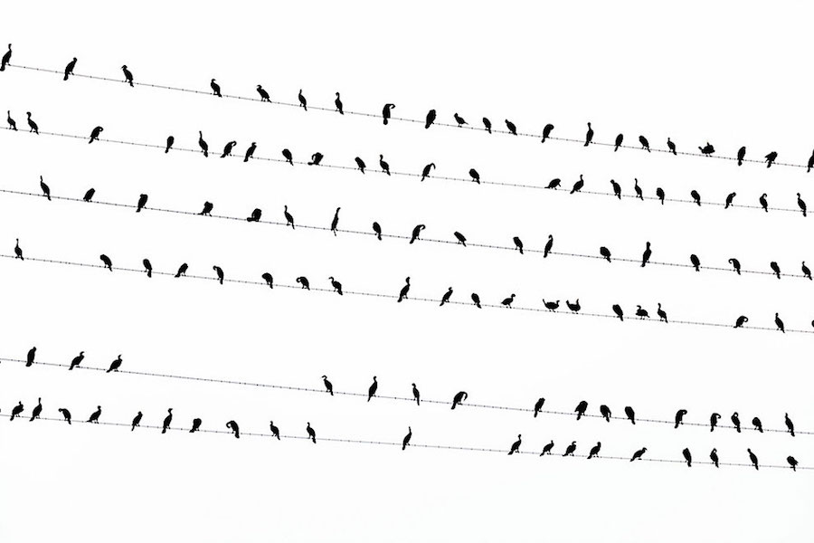 Calm Pictures of Birds on Wires in Tokyo5