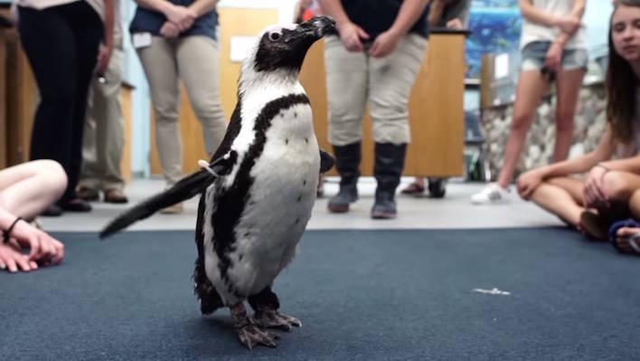 High School Students Creating a 3D-Printed Boot for a Penguin