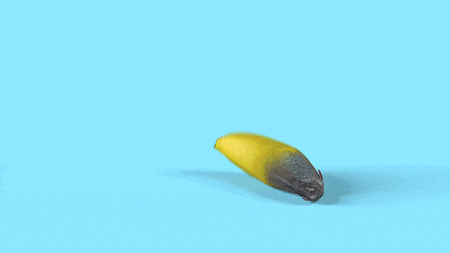 Hilarious and Surprising Bananas GIFs27