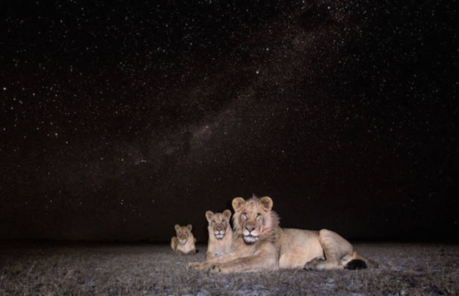 Superb Pictures of African Wild Animals at Night