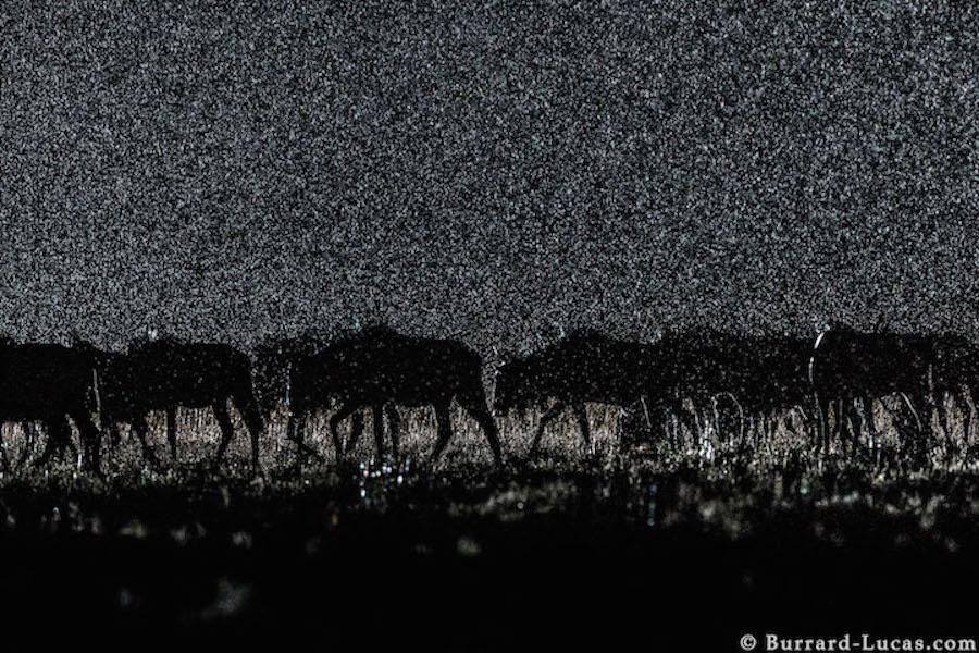 Superb Pictures of African Wild Animals at NightSuperb Pictures of African Wild Animals at Night11