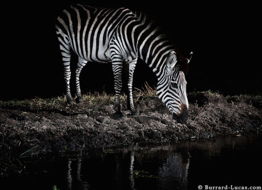 Zebra Drinking