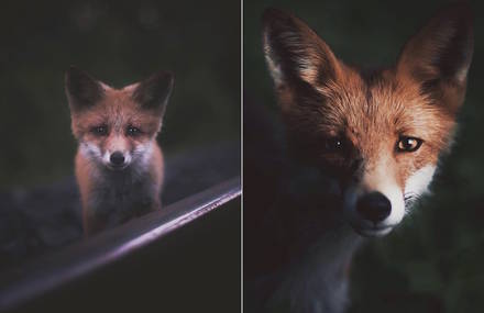 Touching & Tender Photographs of Wild Animals