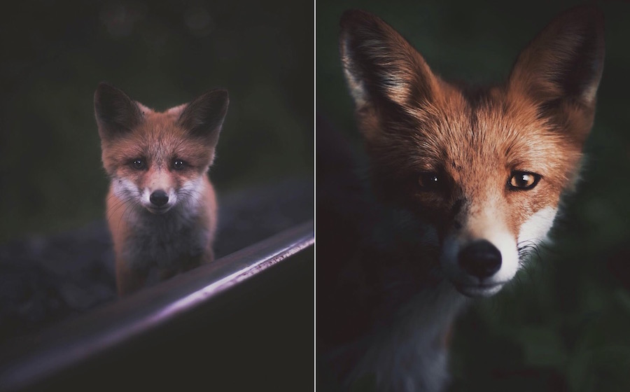 Touching & Tender Photographs of Wild Animals0