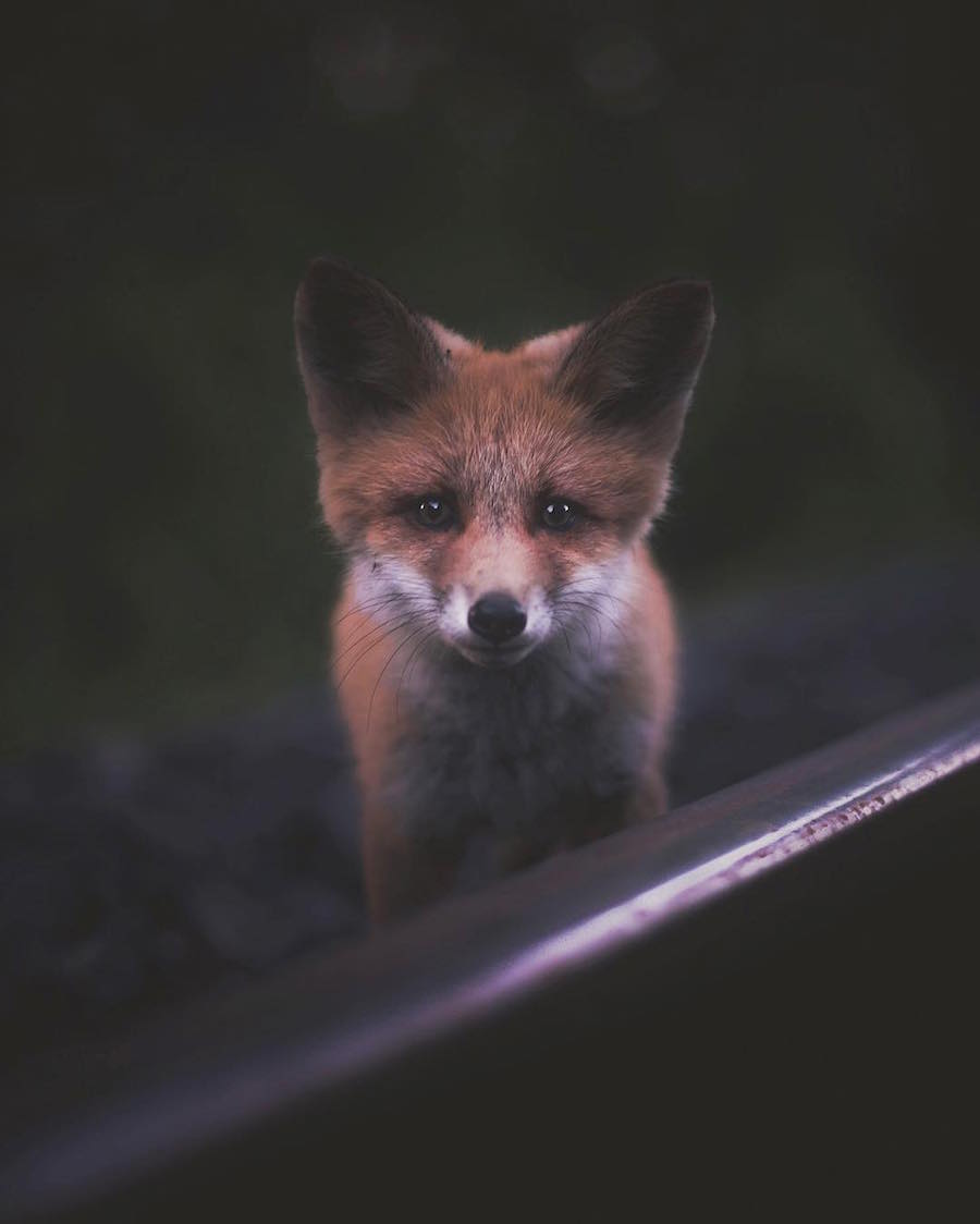 Touching & Tender Photographs of Wild Animals2