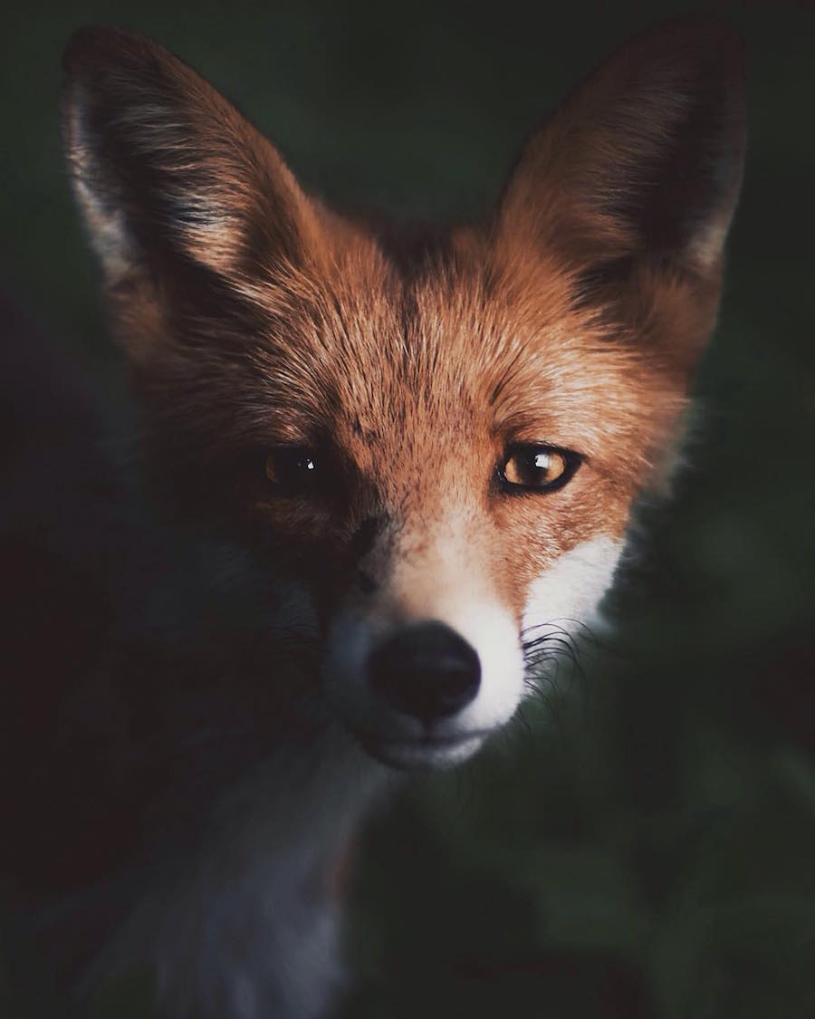 Touching & Tender Photographs of Wild Animals6