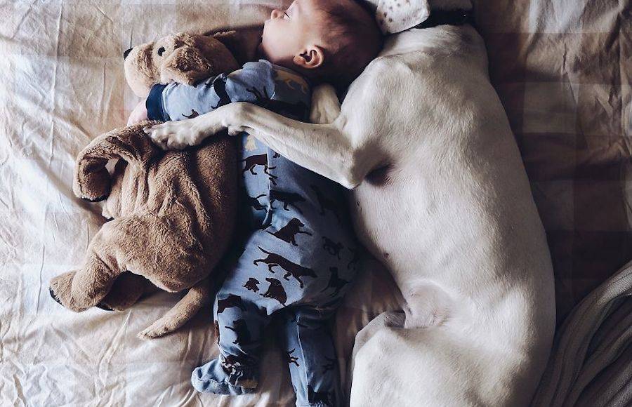 Cute Rescue Puppy Sleeping with a 8-Month-Old Baby