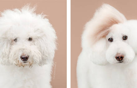 Adorable Dogs Before and After Makeovers