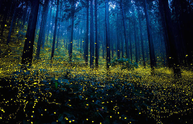 Fairy Pictures Of Fireflies in Japan