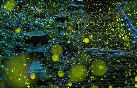 Fairy Pictures Of Fireflies in Japan