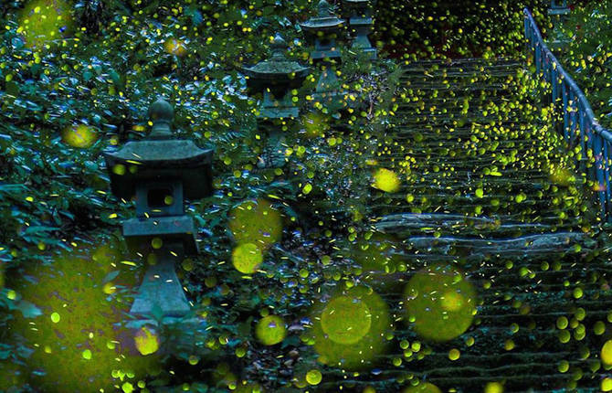 Fairy Pictures Of Fireflies in Japan