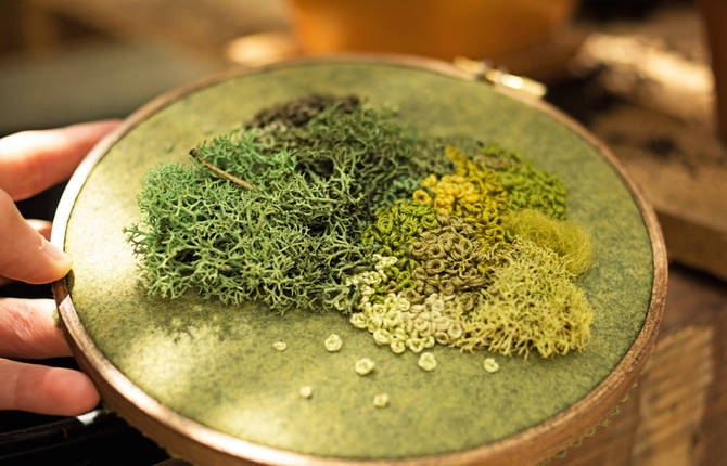 Moss Assemblages on Embroidery Hoops